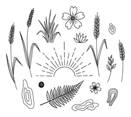 Fototapeta premium Minimalist botanical line art with wheat, grass, flowers, and sun for rustic graphics