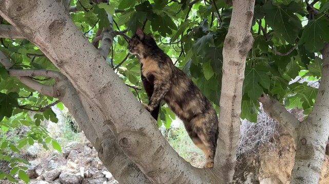 cat climbing a tree while meowing