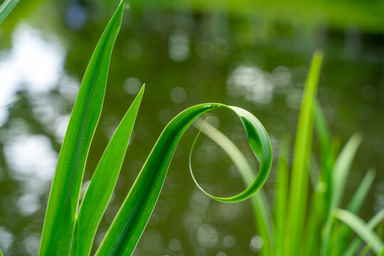 Vibrant green reed grass blade with curling tip growing near calm water surface, macro nature detail, fresh botanical background concept.