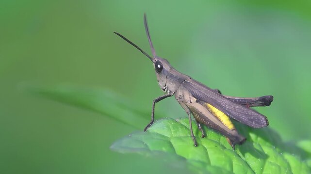 Slant-faced grasshopper (Acrida sp.) basking under morning sunlight, showing elongated body and natural thermoregulation behavior in tropical outdoor habitat
