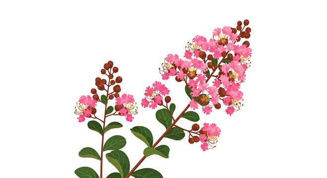 Blooming Pink Crepe Myrtle Branch with Green Leaves and Buds