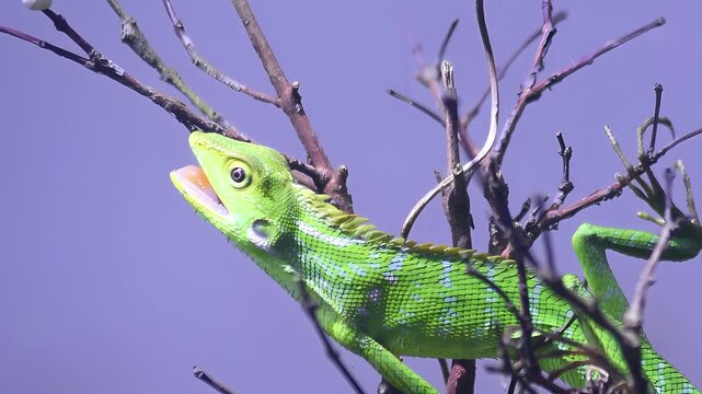 Green chameleon (Bronchocela jubata) basking under sunlight with open mouth, showing thermoregulation behavior and alert posture in tropical natural habitat.