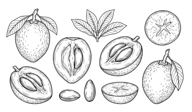 Vintage sapote fruit line drawing vector set isolated on white background