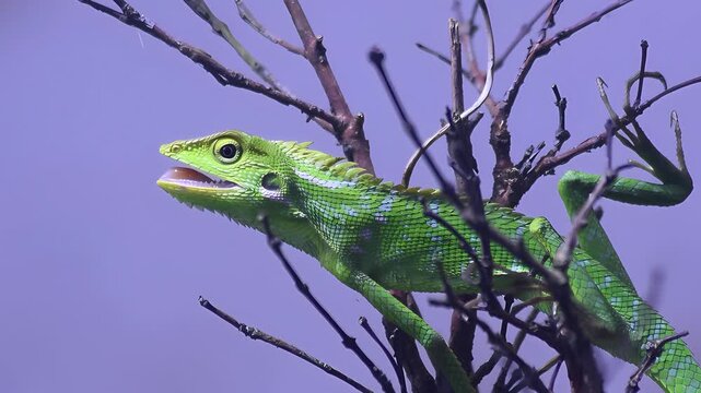 Green chameleon (Bronchocela jubata) basking under sunlight with open mouth, showing thermoregulation behavior and alert posture in tropical natural habitat.