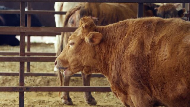 Close-up side view of a muscular golden-brown Hanwoo bull standing beside a metal fence in an indoor livestock pen inside a farm barn with straw-covered floor and other cattle in background