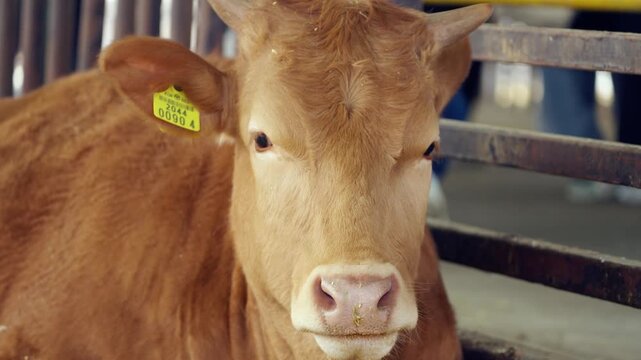 Closeup of young yellow Hanwoo calf with ear tag chewing and staring curiously at camera inside barn at Anseong Farmland Korea