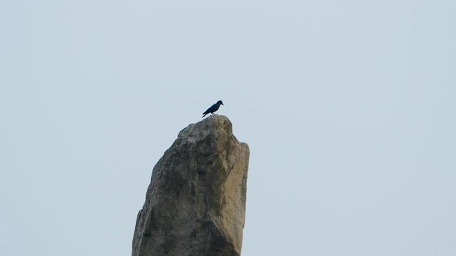 Large-billed crow perches atop dramatic Yeonjudae granite rock pinnacle at Gwanaksan Mountain Seoul then takes flight as silhouette against pale grey sky in slow motion