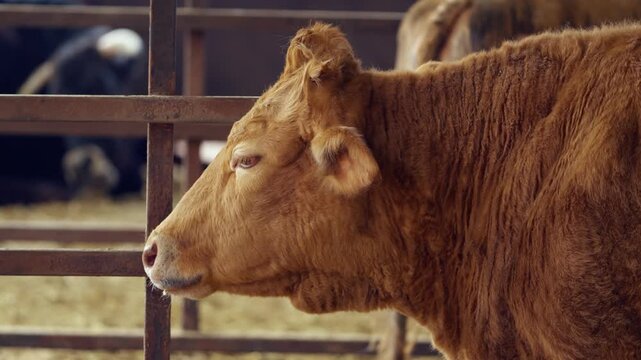 Side profile closeup of mature golden Hanwoo cow chewing cud behind metal gate inside hay-covered barn at Anseong Farmland Korea