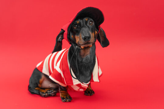 Dachshund dog wearing black hat and red striped sailor costume on bold red background, funny pet fashion portrait, striking studio scene.