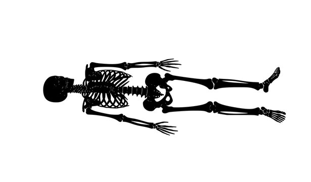 Human skeleton silhouette illustration