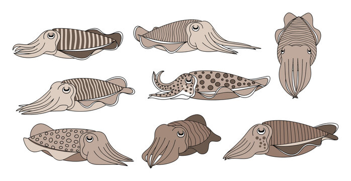 Multiple cuttlefish depicted in various swimming poses and patterns for marine life studies