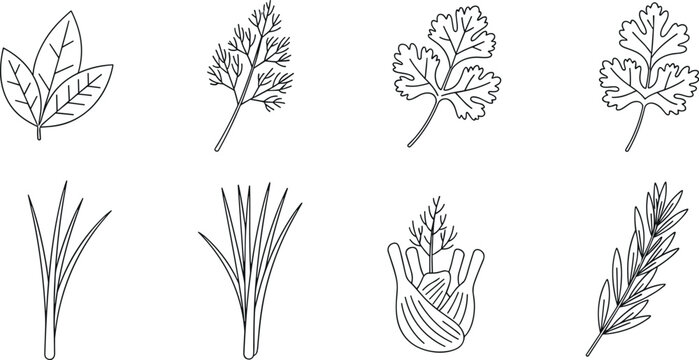 Fresh culinary herb line art icons including basil, dill, cilantro, rosemary, chives, and fennel for cooking and spice packaging design.