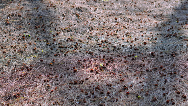 a vast expanse of dry pine leaf litter covering the surface of the ground with a very detailed fibrous texture