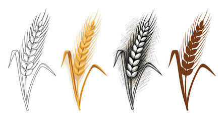 Fototapeta premium Various styles of wheat ear plant for agriculture farming food product branding and packaging design