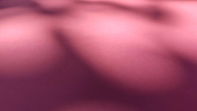 Soft moving leaf shadows creating natural pattern on pink background, showing minimalist light and shadow aesthetic.