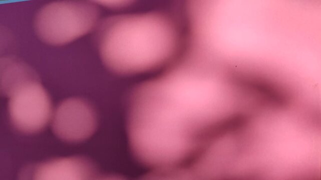 Soft moving leaf shadows creating natural pattern on pink background, showing minimalist light and shadow aesthetic.