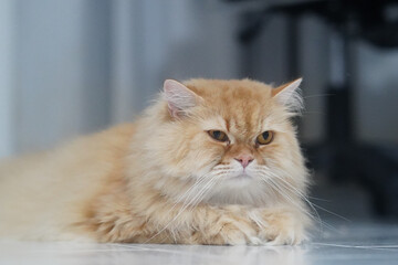 Fototapeta premium Fluffy cat long hair orange fur yellow eyes relaxed lying indoor pet cute whiskers calm domestic feline animal soft adorable mammal resting floor home peaceful gentle purebred Persian luxury
