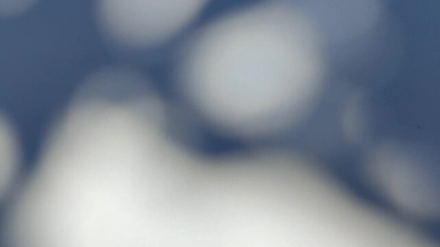 Soft moving leaf shadows creating natural pattern on white background, showing minimalist light and shadow aesthetic.