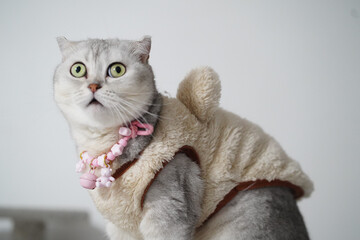 Scottish fold cat gray fur wearing beige fleece costume with bear ears pink beaded necklace surprised expression indoor soft lighting adorable pet portrait © Plaifah