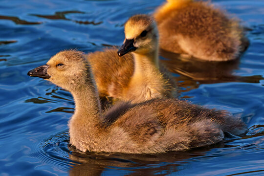 Canada Goose gosling squints in morning sunlight