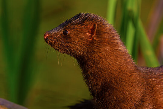 American Mink in Albertson Park Idaho