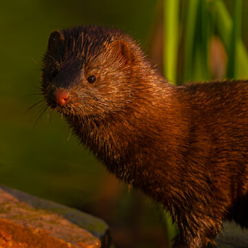 American Mink in Albertson Park Idaho