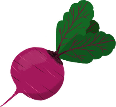Turnip Illustration Isolated on Transparent Background