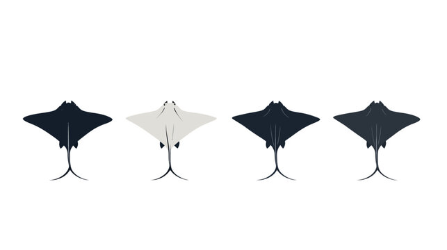 Four stylized depictions of stingrays with varying colors and orientations on white background