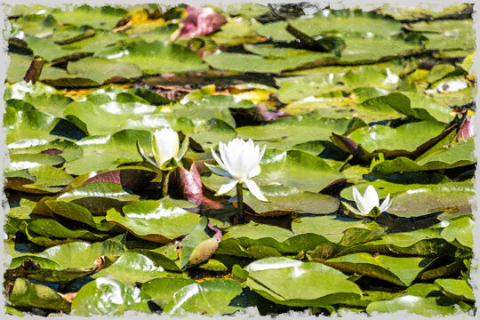 Lily pads on the lake