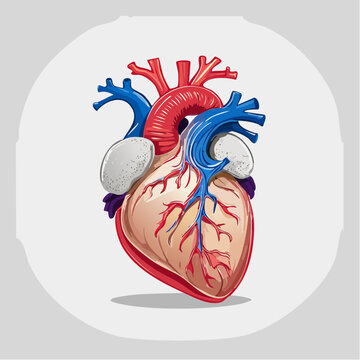Anatomical Illustration of a Human Heart