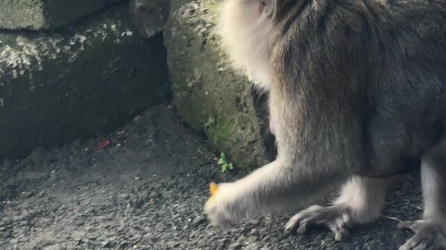 Wild monkey sitting near Lake Bratan, Bali, Indonesia.