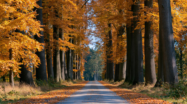 Autumn alley with tall trees and vibrant orange-yellow foliage in bright sunlight, seasonal nature concept, with copy space