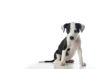 Fototapeta premium Young black and white puppy sitting isolated on white background with large copy space for advertising or design.