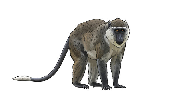 African green monkey standing on white background