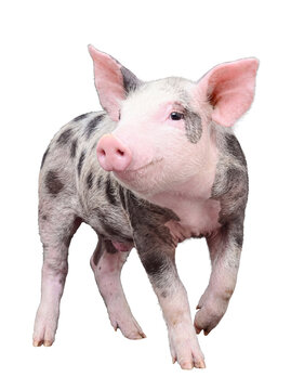 Young speckled piglet standing gracefully with a curious expression.