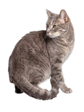 Calm grey tabby cat sitting gracefully, looking back with expressive green eyes, isolated on transparent background.