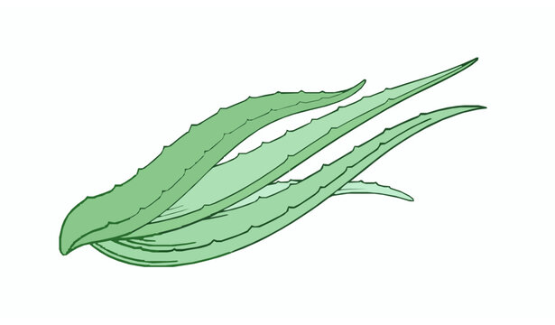 aloe vera cures Aloe Vera | Laxative main image 1