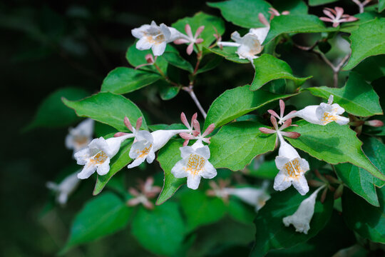 White Abelia spathulata flowers blooming beautifully in the garden.
