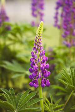 purple lupine in bloom spring 
