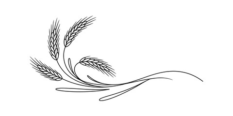 Fototapeta premium Black and white hand drawn sketch illustration of wheat ears arranged in an elegant decorative flourish design for organic food labels and natural branding Vector, illustration
