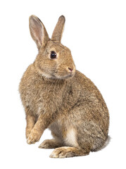 Obraz premium A lovely studio photograph of a domestic rabbit with attentive eyes and soft brown fur, captured looking forward.