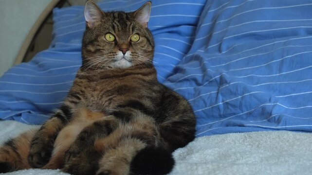 Cat (Felis catus). Close-up of a cat's muzzle in an unusual sitting pose. Video footage of pet emotions.