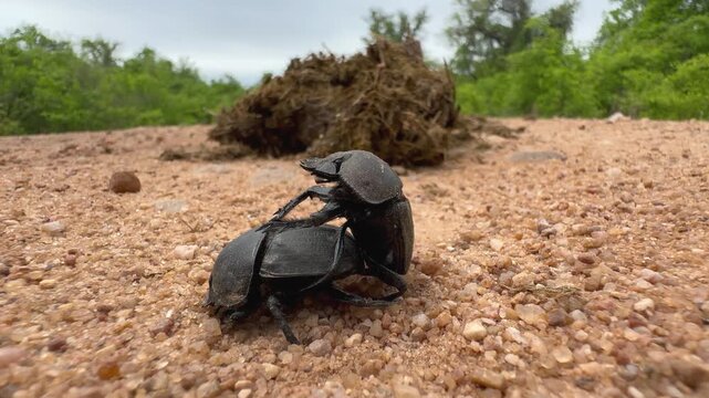 Dung beetles from the Scarabaeidae family mating near fresh elephant dung in South Luangwa National Park, Zambia.