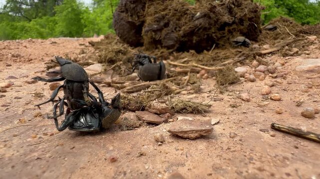 Dung beetles from the Scarabaeidae family mating near fresh elephant dung in South Luangwa National Park. Zambia.