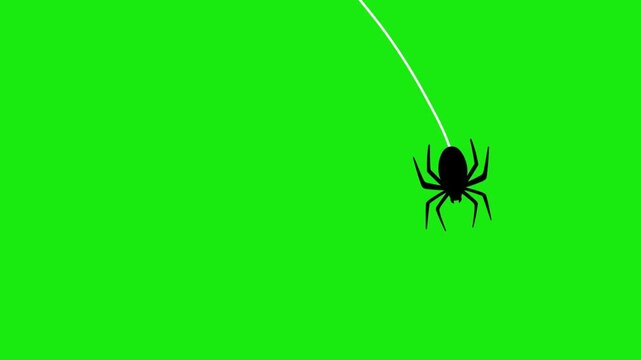 swinging spider animation with green screen good for decoration, looping video, et