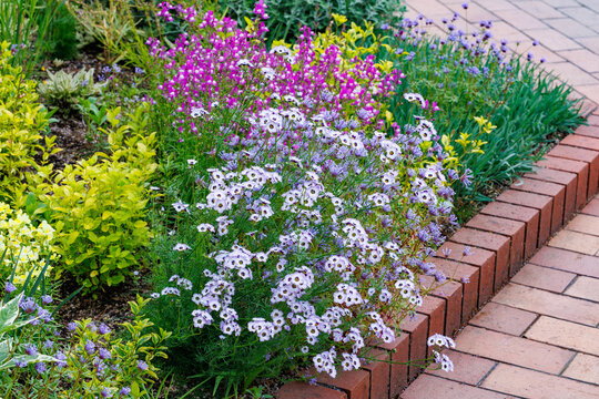 Gilia tricolor and snapdragon flowers blooming beautifully in the early summer garden.