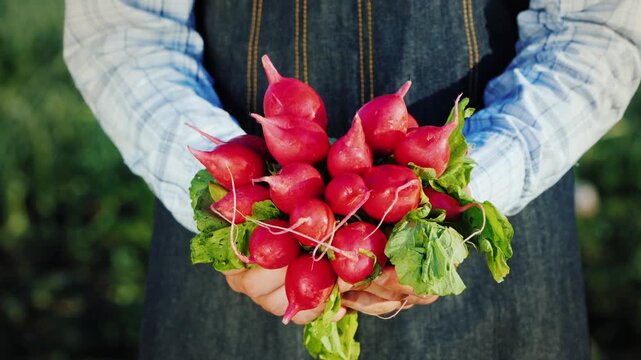 Farmer holding bunch of fresh organic radishes in garden with motion of lifting up.