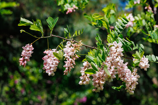 The pink flowers of the black locust bloom beautifully in the forest in early summer.