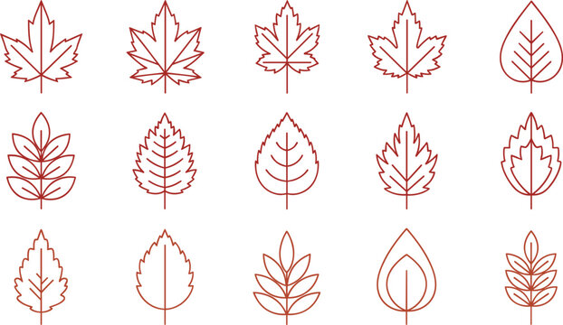 autumn leaf line art icon set with outline maple birch oak and rowan foliage symbols for fall season pattern graphic branding and decoration designs