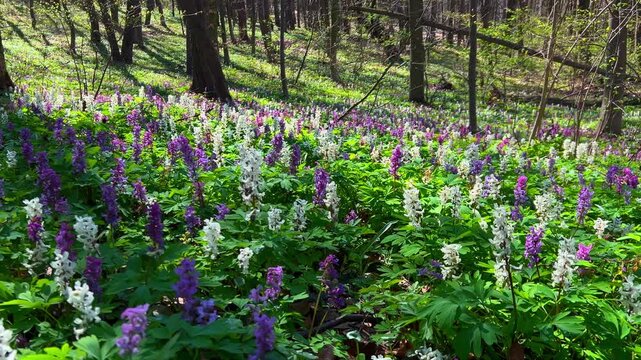 Violet hollowroot Corydalis cava early spring in bloom, with blurred trees in background, sun rays and flowing particles. Forest filled with wildflowers. Blooming field, lawn. Hollow smokestack
